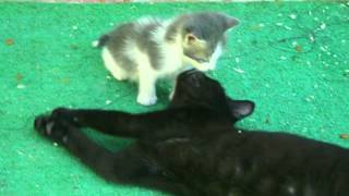 Gattini giocano con i fratelli maggiori screenshot 4