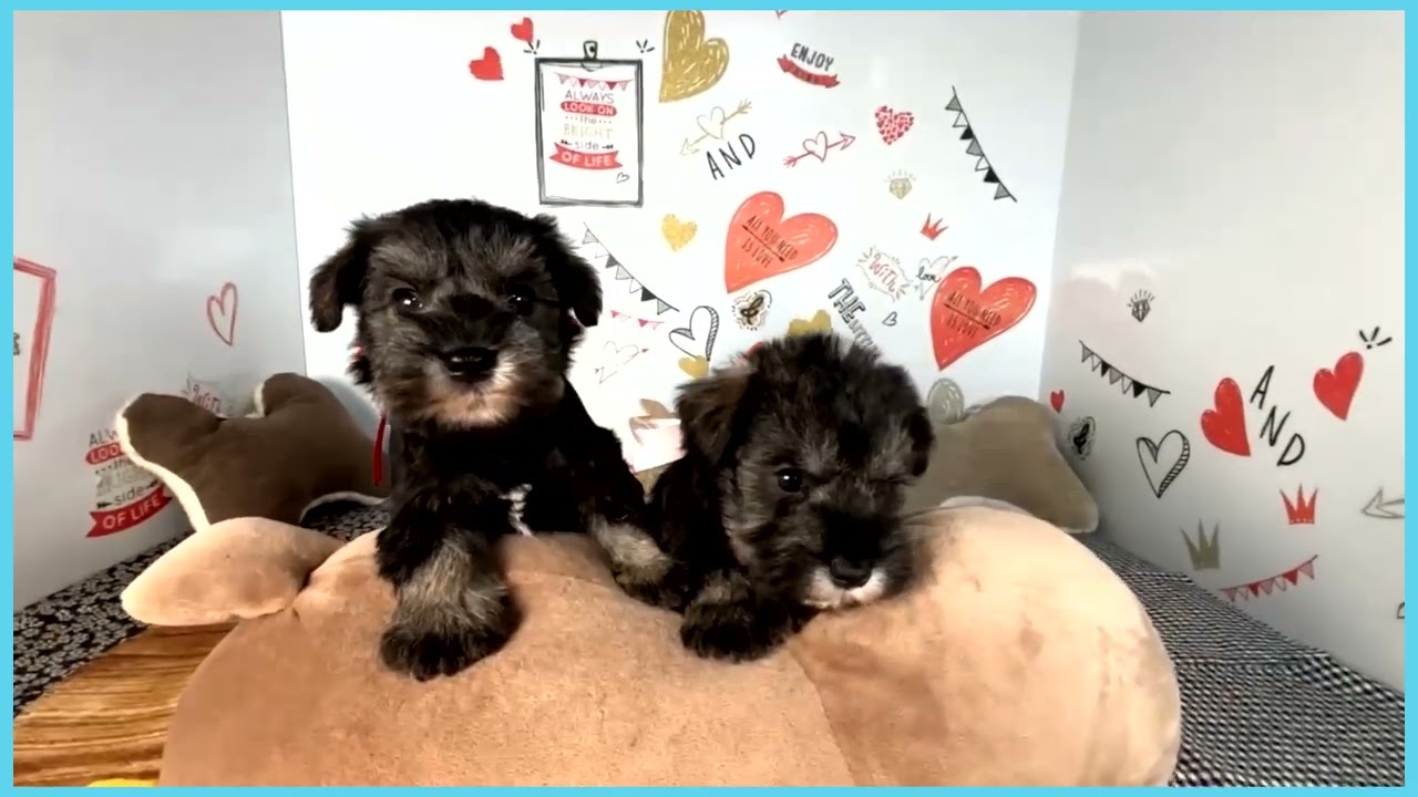 Coo&RIKU No.00756610 M・シュナウザー - YouTube