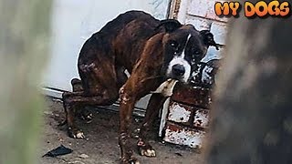 Rescue an Abandoned Dog Outside Empty House When Her Hears Crying by MY DOGS 12,456 views 5 years ago 3 minutes, 1 second