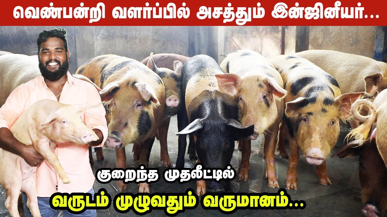 ஆடு வளர்ப்பைவிட  வெண்பன்றி வளர்ப்பு லாபமா? |  மாதம் 2.5 டன் 30% லாபம் | Pig Farm