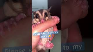 Sugar Glider kisses ?❤️? animals sugarglider pet sugargliders