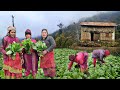 Wonderful Farming Life Of Mountain Village Nepal || Harvesting Greens || Db Limbu