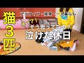 【感動】末期の猫に寄り添う同居猫、その理由に涙が溢れました…|独身女の休日|断捨離|確定申告