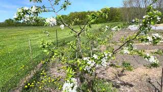 Pristine Apple Tree Update, May 22, 2026, Zone 5B.