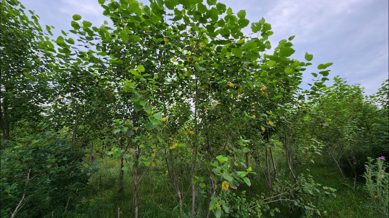 Hybrid Poplar Post-Logging Deer Habitat