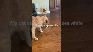 Famous Cat plays fetch and makes cute noises. #cat #fyp #catdad #mycrazycatlife Wealth