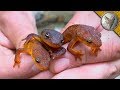 TOXIC but ADORABLE Newts!