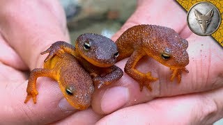 TOXIC but ADORABLE Newts!