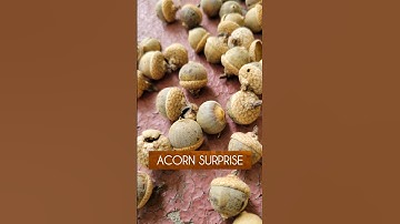 Acorn Surprise On My Front Porch