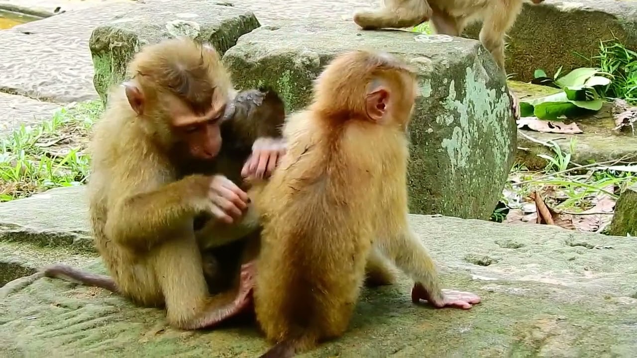 Daily Life of a Monkey Family | Poor Monkey Life