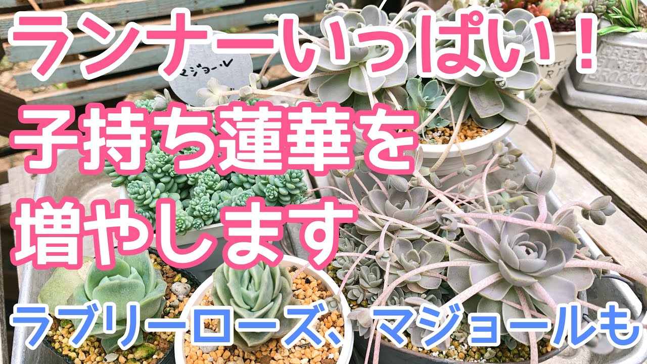 vlog210】【多肉植物】ランナーだらけの子持ち蓮華♥️簡単増殖