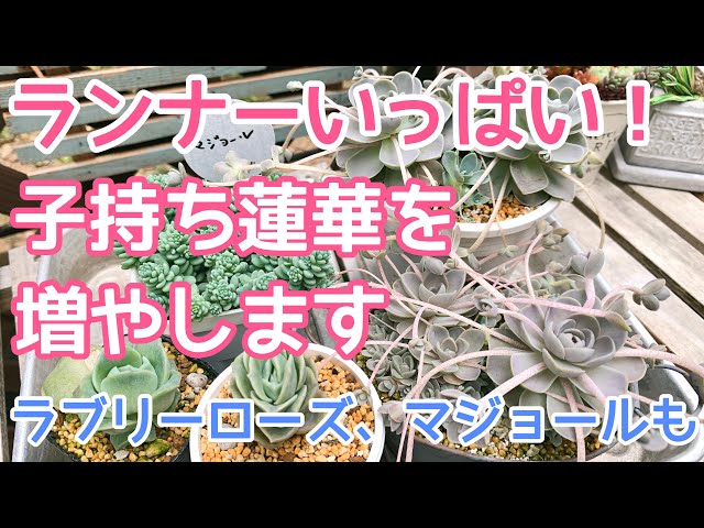 vlog210】【多肉植物】ランナーだらけの子持ち蓮華♥️簡単増殖