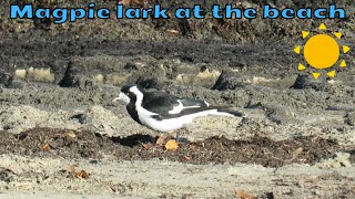 A magpie lark walking on the beach