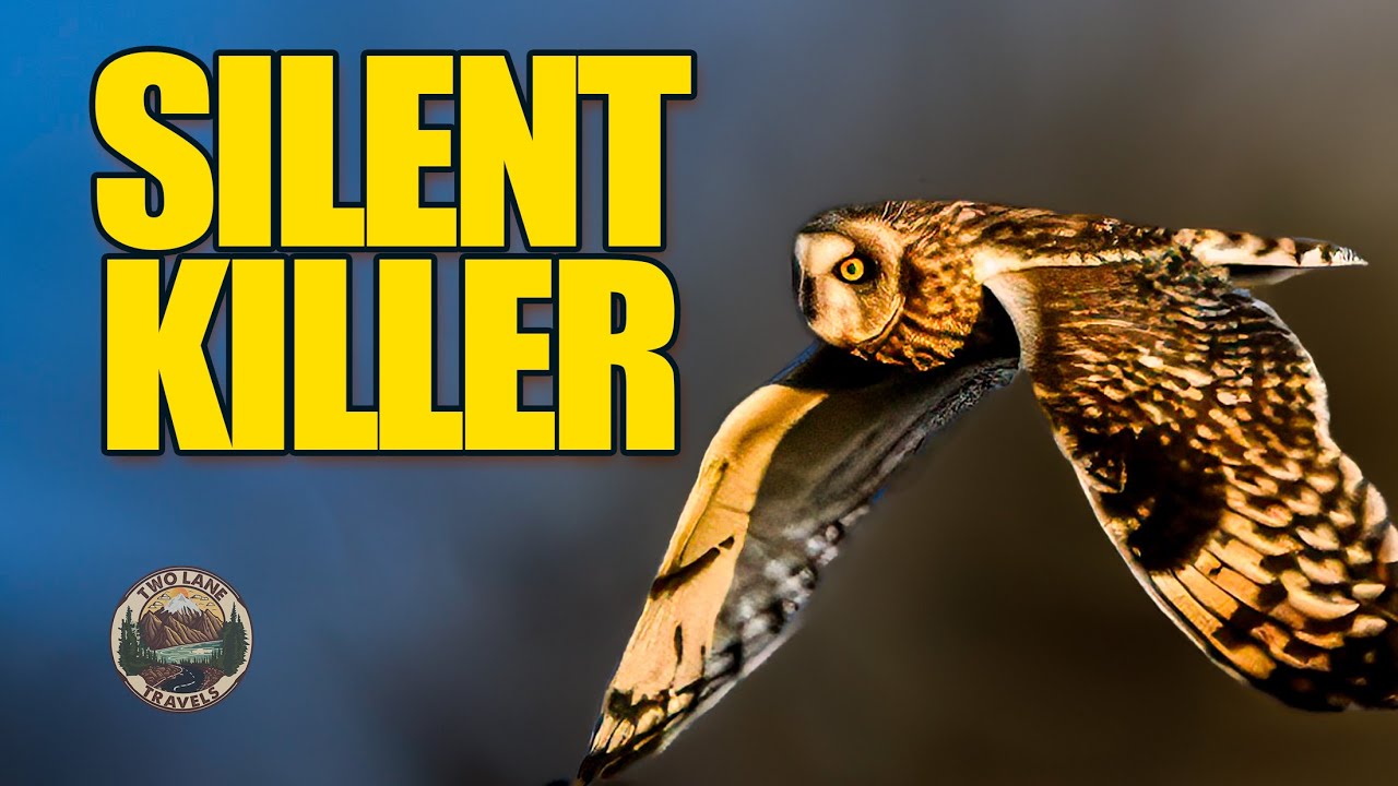 The Silent Killer: Short-Eared Owl Hunting