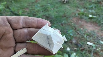 tranh thủ trời nắng ráo hai thầy trò Khương chờ đi lấy cây hồng rừng làm thuốc chữa bệnh tiểu đường