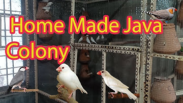 How to Make a Java bird colony at Home l sliver java l gray java l white java l finch l budgies l