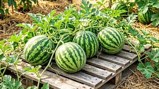 New Technique for Growing Watermelon at Home | How to grow watermelon from seed