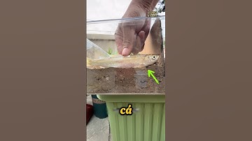 Dùng Cá Làm Phân Bón Trồng Cây 🤔 #shorts