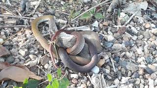 GRABI NALUNOK NYA YON! panoorin nyo't magulat #philippine #rat #snake #feeding #wildlife #advensoy