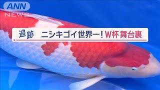 世界が熱視線“ニシキゴイW杯”　世界一狙う養鯉場に潜入　「仕上げ」職人の技とは【Jの追跡】【スーパーJチャンネル】(2024年2月17日)