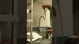 How To Wash Tripeutumbo.