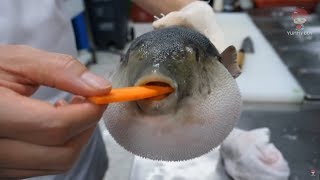 PUFFERFISH EATS CARROT ( ICarly )