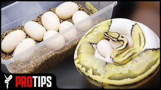 How to Set Up Ball Python Eggs