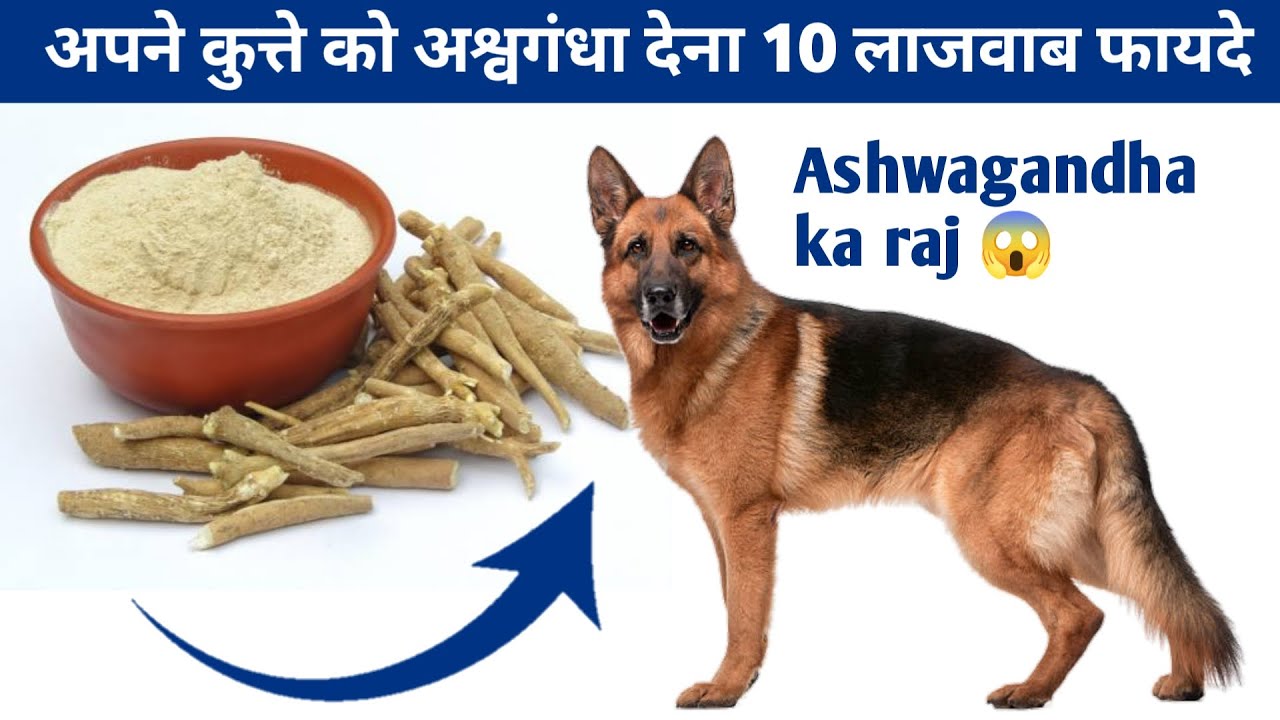 अपने dog को Ashwagandha देना 10 लाजवाब फायदे | benefits of ashwagandha