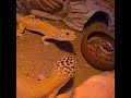 Leapord gecko eating 😋