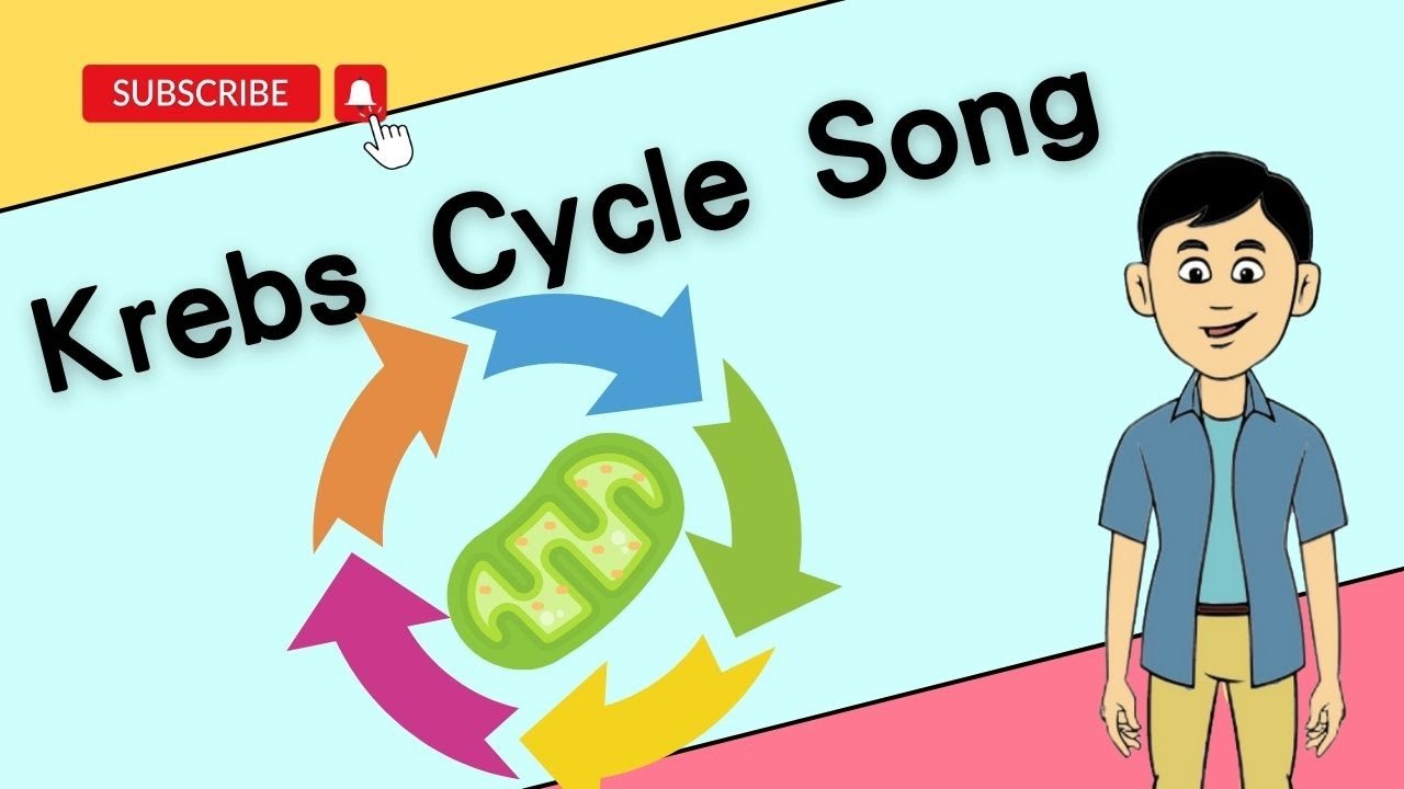 【Bio新Sing】Song of Krebs Cycle ｜還在死記硬背Kreb's cycle嗎？｜聽歌學Kreb's cycle｜改篇歌