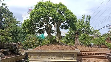 Cây nguyệt quế hai thân đẹp trong vườn cây cảnh A Tèo.