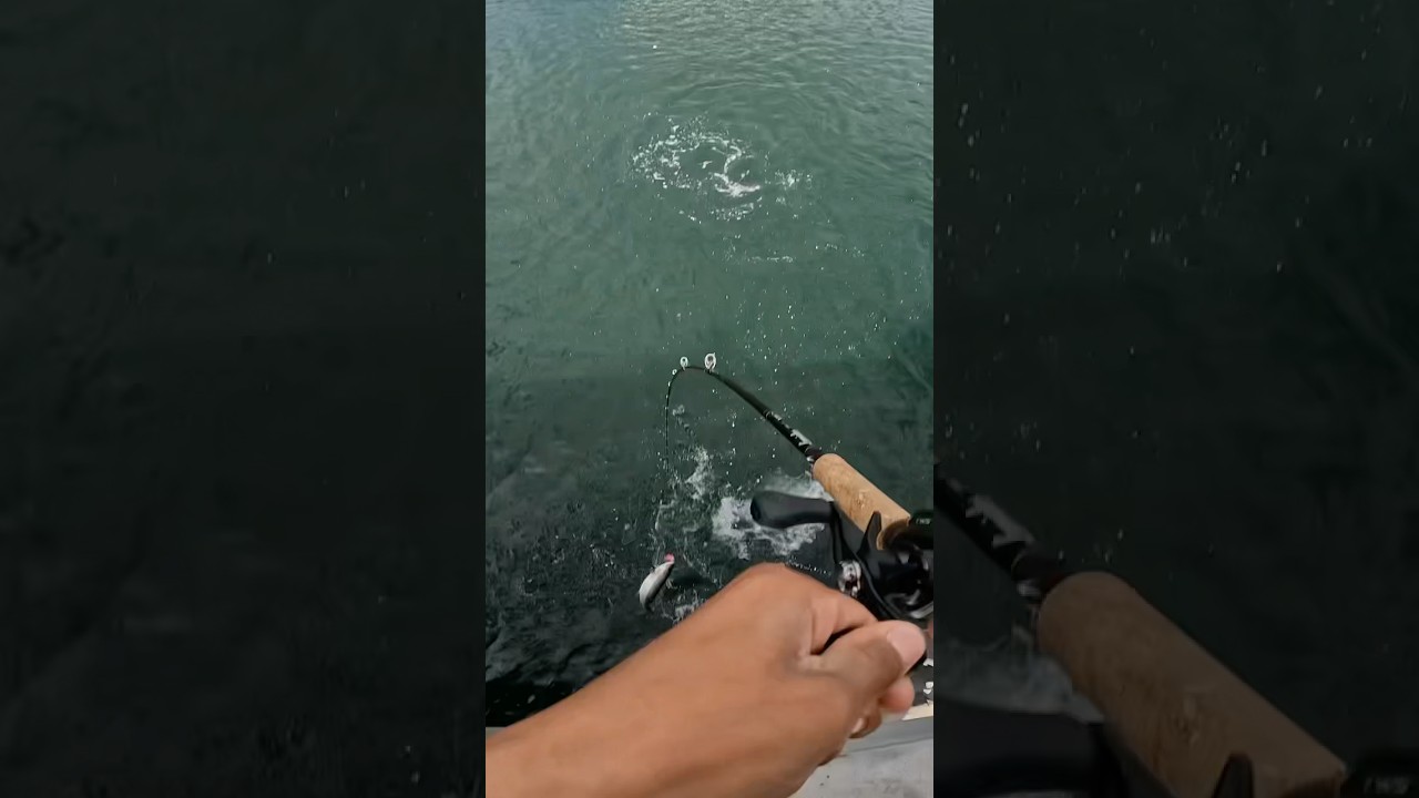 Seattle pink salmon fishing 