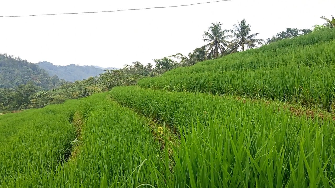 Pemandangan di sore sangat indah