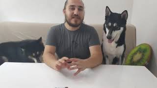 Sıcak Havalarda Köpeğinizi Nasıl Serinletirsiniz? YAZ AYLARINDA HUSKY BAKIMI