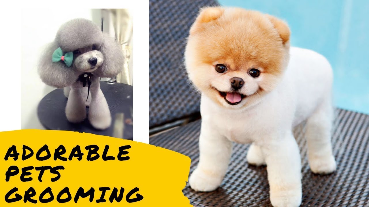 Tiktok ADORABLE PET GROOMING Compilations YouTube