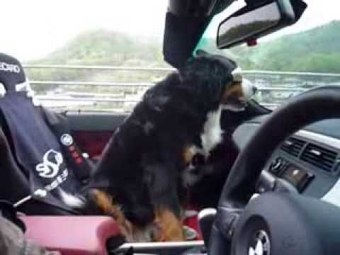 オープンカーに乗る犬2 Youtube
