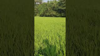 மலையாள கரையோர தமிழ் பாடும் குருவி அழகான வயல் கேரளா