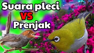 Suara pleci vs prenjak || kepala merah.