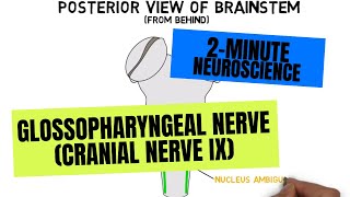 2-Minute Neuroscience: Glossopharyngeal Nerve (Cranial Nerve IX)