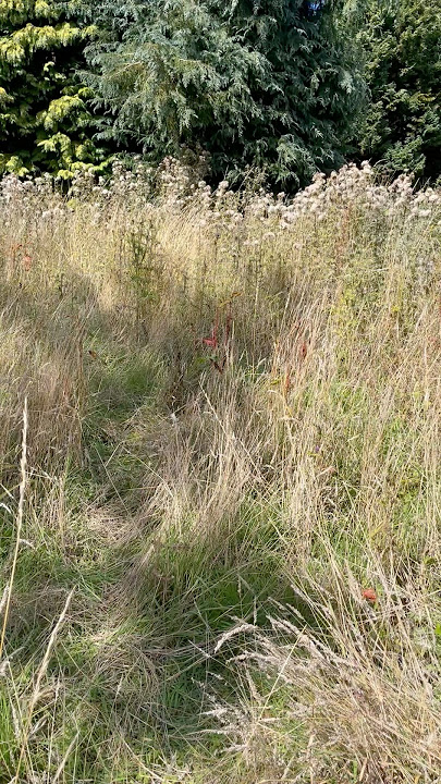 Harvesting thistle heads by hand #environmentalawareness #organic #nopesticides #invasiveplants