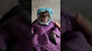 Обезьянка Малиса собирается на съёмки #fypシ #monkey #stylishmonkeys #funny #malisa