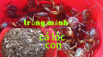 @típ tục trúng mánh thăm dớn mùa nước nổi