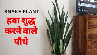 Snake Plant Benefits & Care | Sansevieria | Indoor Air Purifier Plants for Home | Nasa | Hindi