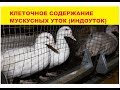 Клеточное содержание мускусных уток (индоуток)