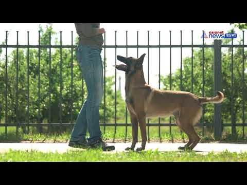 ভিডিও: কুকুর সম্পর্কে 6 ফিল্ম