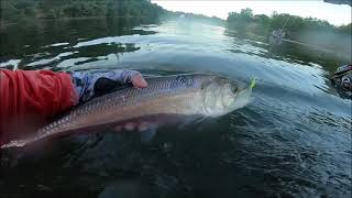 Shad fishing on the American River using Phil nomenal glow in the dark jigheads[catch and cook]