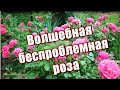 375_Волшебная беспроблемная роза