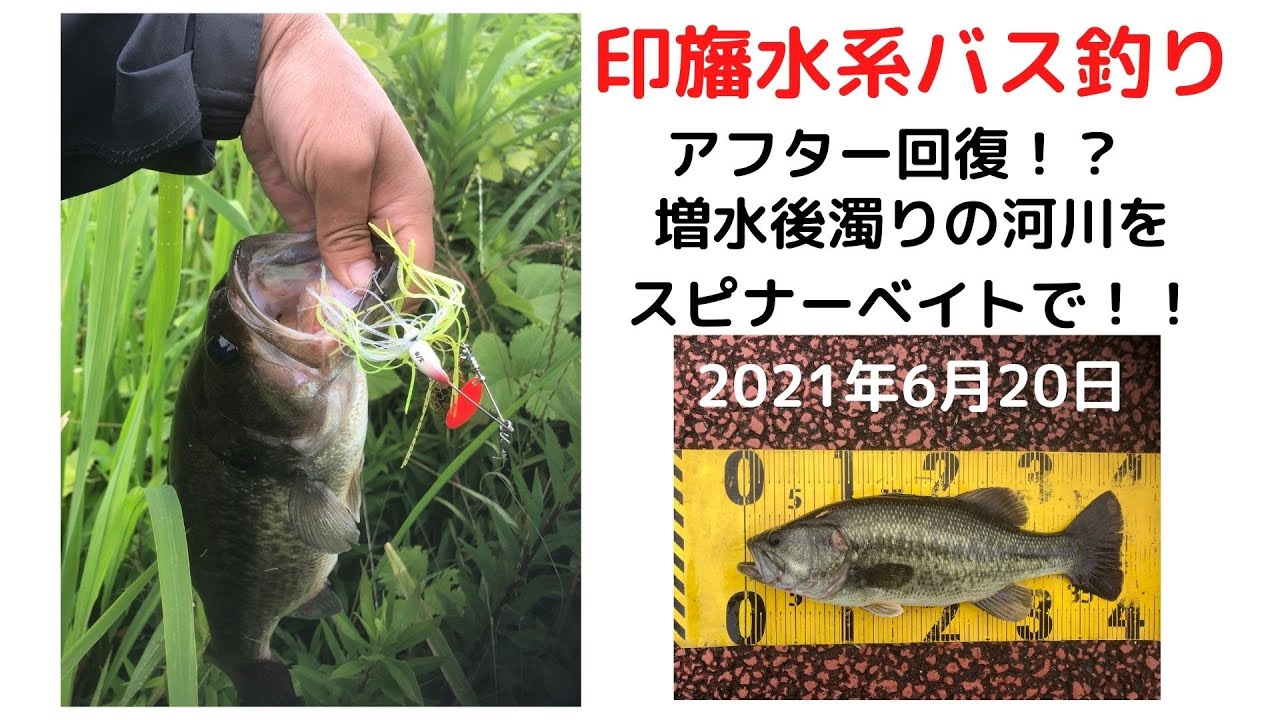 印旛水系バス釣り アフター回復 増水後濁りの河川をスピナーベイトで 21年6月日 Youtube