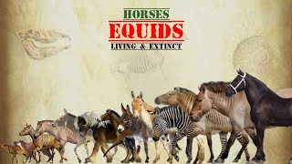 EQUIDS  Size Comparison, All Species.