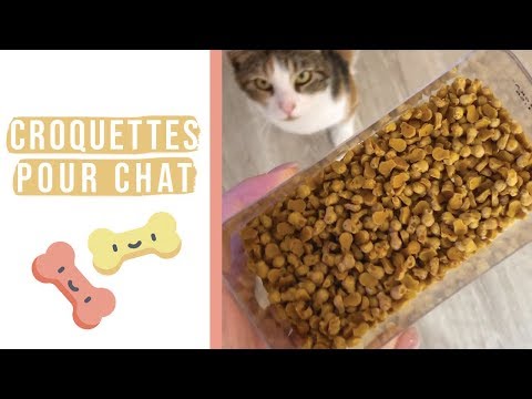 recette-des-croquettes-pour-chat